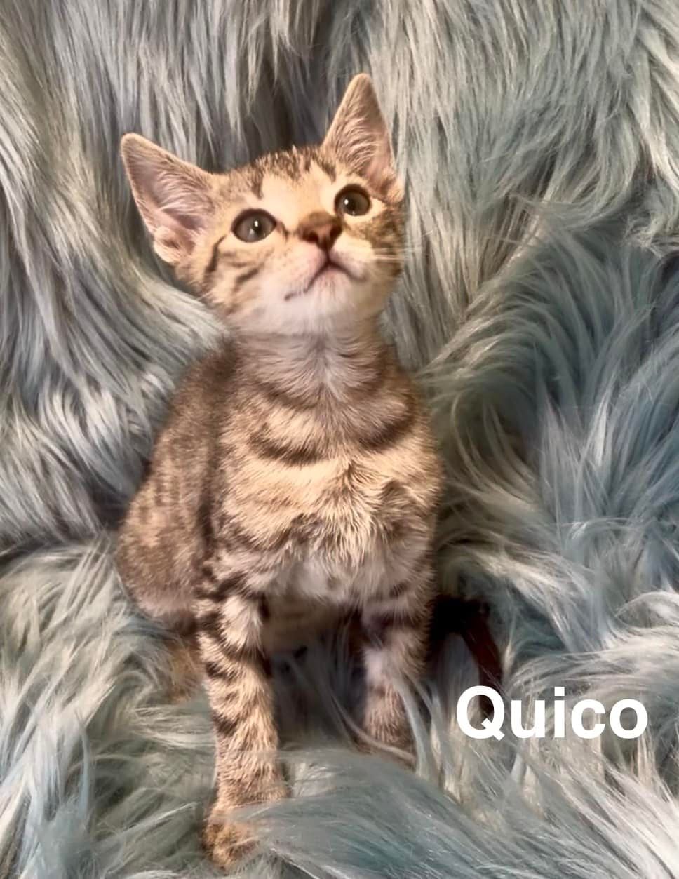 Quico Quico
